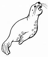 Sea Lion Coloring Pages Color Drawing Animals Kids Animal Colouring Lions Sheet Print Life Back sketch template