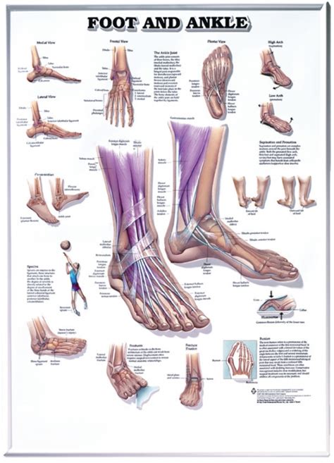 anatomical poster foot ankle    laminated illustrates foot  ankle anatomy