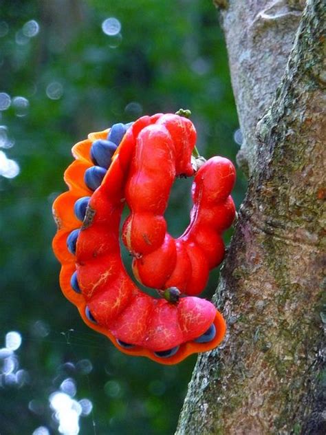 seeds  pods images  pinterest seeds fungi  nature