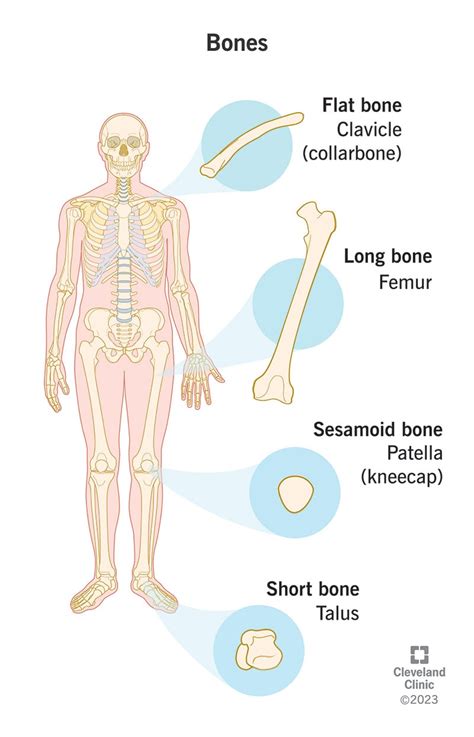 bones anatomy structure function
