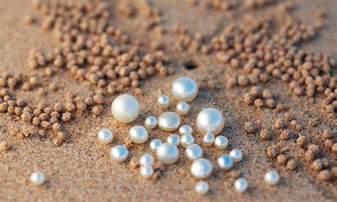 discover  pearling industry bali hai resort  spa