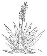 Aloe Coloring Pages Flowers Aloes Supercoloring Houseplant Marlothii Ies Colorings Category sketch template