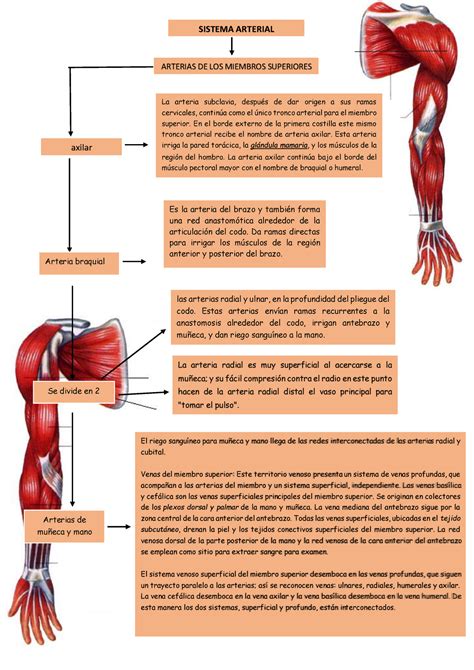 anatomia mapa de miembro superior sistema arterial arterias de los
