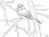 Chickadee Songbird Capped Singvogel Realistic Supercoloring Kategorien sketch template