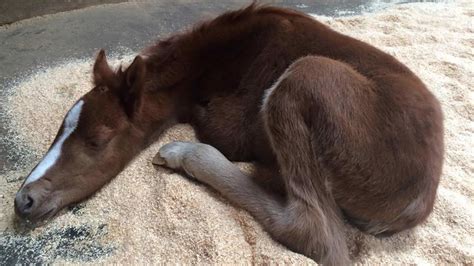 baby horse rescued  ravine  california abc raleigh durham