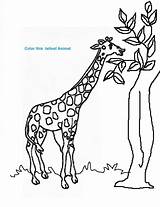 Giraffe Kids Coloring Printable Drawing Leaves Pdf Pages Animals Open Print  Getdrawings Studyvillage Attachments sketch template