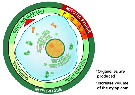 cell cycle  biology primer