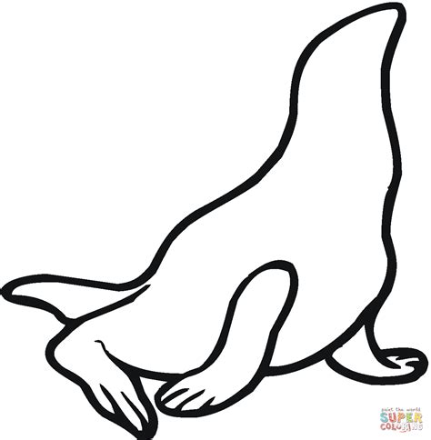 sea lion  coloring page  printable coloring pages