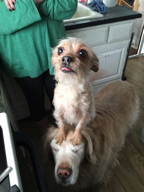People Are In Love With How This Little Dog Begs For Treats