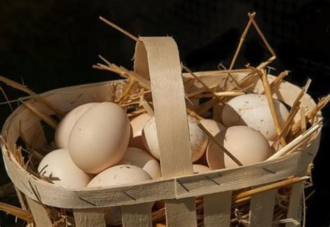 köy yumurtası ile çiftlik yumurtası arasındaki farklar