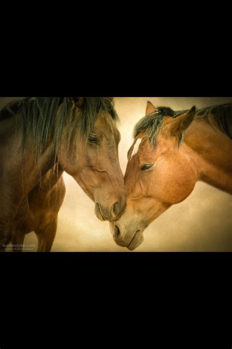 sweet horses horses animals equines