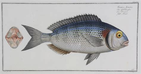 set   fish lithographs set   fish lithographs  century rafael osona auctions