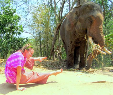 elephant trunk pose  thailand elephant elephant trunk yoga pictures