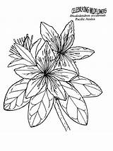 Azalea Rhododendron Designlooter sketch template