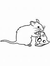 Rat Coloring Cheese Mouse Pages Drawing Eating Rats Color Swiss Skunk Cute Fink Animals Drawings Lab Template Getcolorings Getdrawings Clipartmag sketch template