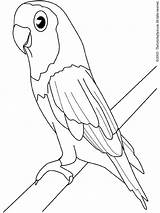 Coloring Pages Parakeet Parrot Printable Birds Kids Parrots Color Print Animals Budgie African Colouring Oiseaux Library Popular Choose Board Comments sketch template