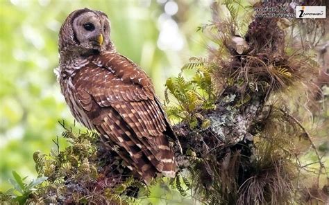 owl forest natural animal owl pictures owl photography owl wallpaper