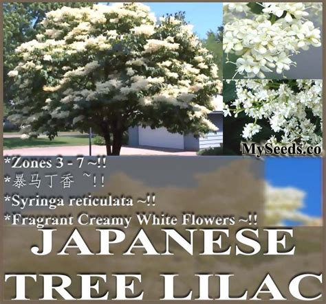 japanese tree lilac syringa reticulata seed seeds white creamy