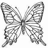 Swallowtail Butterfly sketch template