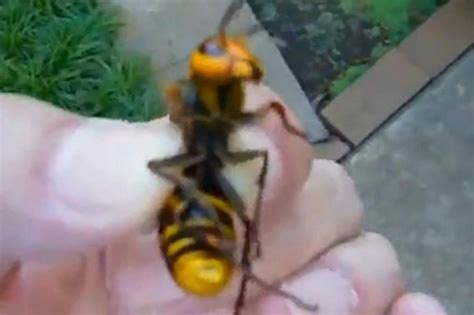 Video Man Holds Asian Giant Hornet As Fears Grow The