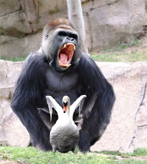 gorilla genitalia mega porn pics