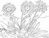 Marguerite Coloriages Plante Montagne Paquerette Arnica Colorear sketch template