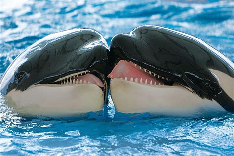 revelan como se reconcilian las orcas despues de  conflicto