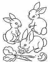 Conejo Zanahoria Conejos Comiendo Carrot Buscando Tal Estés sketch template