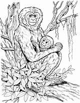 Coloring Monkey Pages Chimpanzee Baby Mother Gibbon Adults Realistic Detailed Printable Monkeys Color Primate Primates Drawing Print Coloringbay Handed Lar sketch template