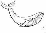 Beluga Getcolorings Ballena Ballenas Source Dibujar sketch template