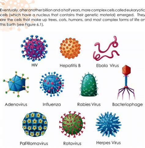 kinds  viruses    diseases