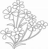 Flower Coloring Pages Breath Small Periwinkle Drawing Plant Jasmine Babys Opposites Cosmos Parts Flowers Spinach Color Drawings Colouring Getcolorings Printable sketch template