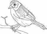 Birds Animals Coloring Kb sketch template