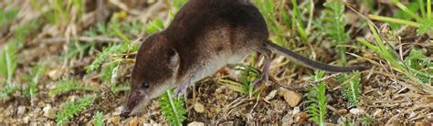 shrew common overview young peoples trust   environment