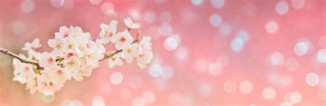 cherry blossoms spring bokeh banner header landscape pink white flower pink color pxfuel