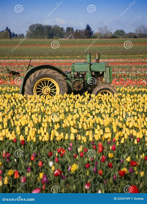 tulip farm stock image image  blooming rural field