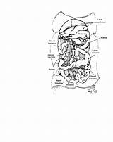 Digestive System Rat sketch template