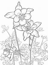 Columbine Flowers Pages Coloring Flower Color Recommended sketch template