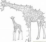 Giraffe Baby Dot Dots Connect Printable Worksheet Kids Looking Funny Connectthedots101 sketch template