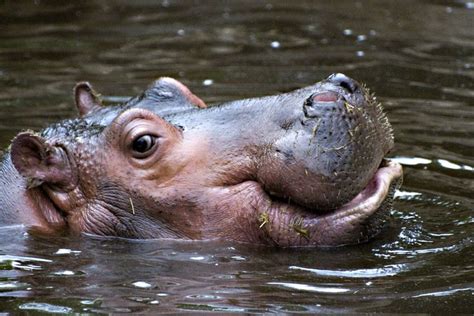 hippos images  pinterest hippopotamus beautiful drawings