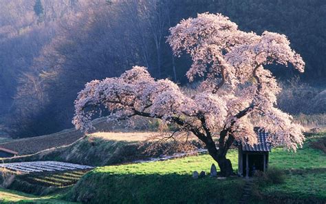 cherry blossom tree trees photo  fanpop