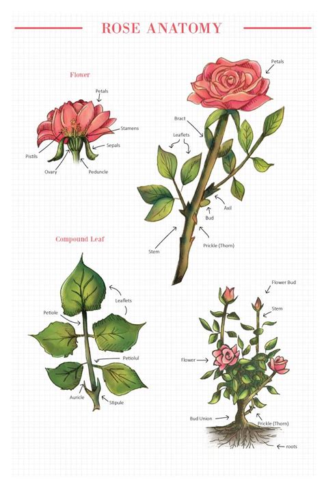 rose anatomy flower anatomy botanical drawings flower art