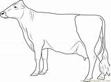 Cow Coloring Coloringpages101 Pages sketch template