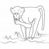 Baboon Coloring Chacma sketch template