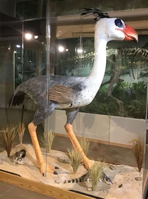 exhibit  open terror bird  dinosaur store museum