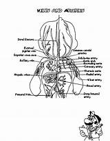 Coloring Pages Arteries Veins Anatomi Choose Board Popular Anatomy sketch template