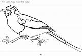 Tailorbird Coloring 3kb 482px sketch template