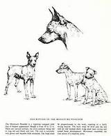 Pinscher Miniature Coloring Pages Sketch 1963 Puppy Dogs Min sketch template