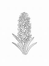 Hyacinth sketch template