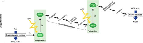 light reaction diagram